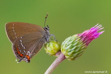 Satyrium ilicis