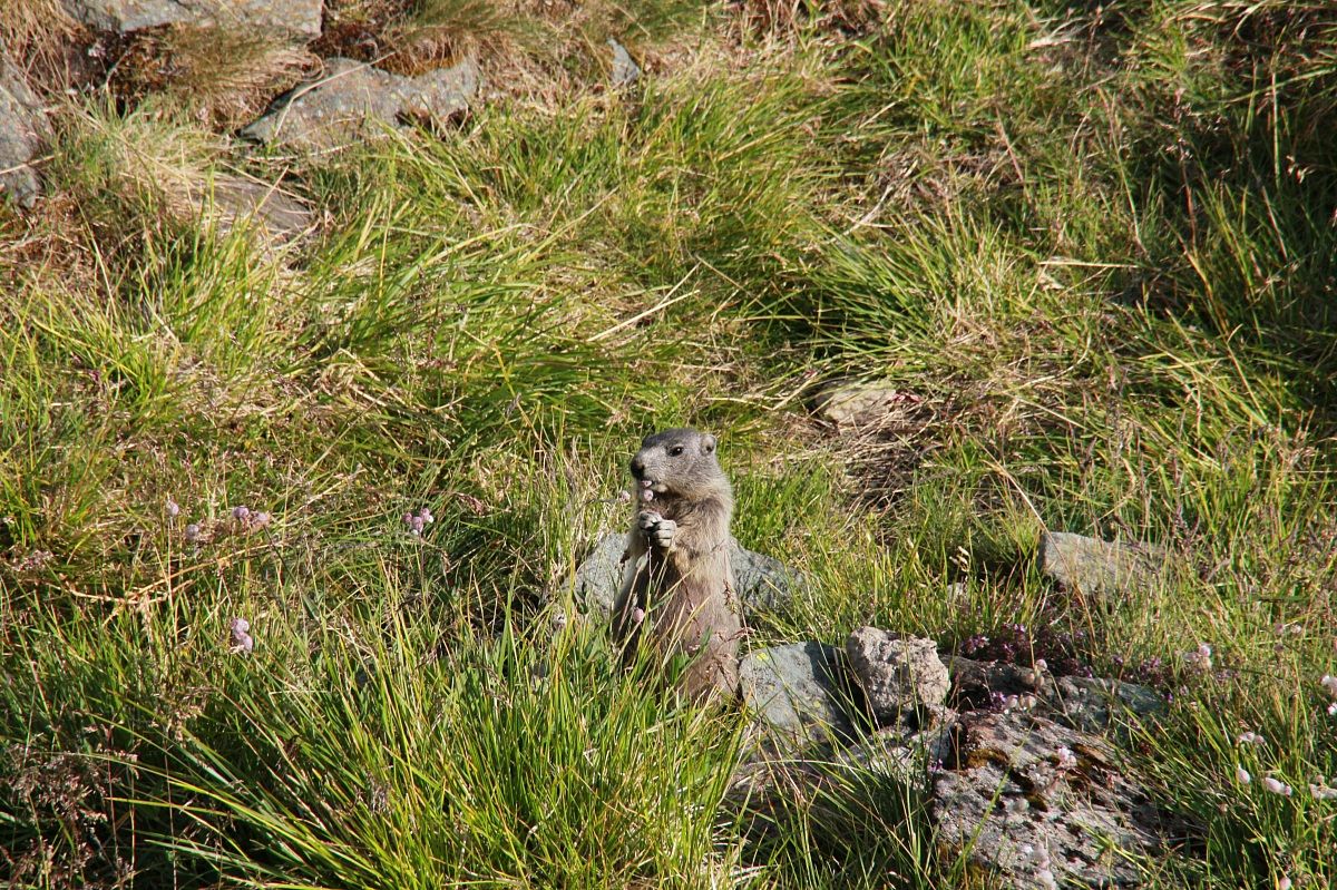 Le Marmotte del Grosslocher....