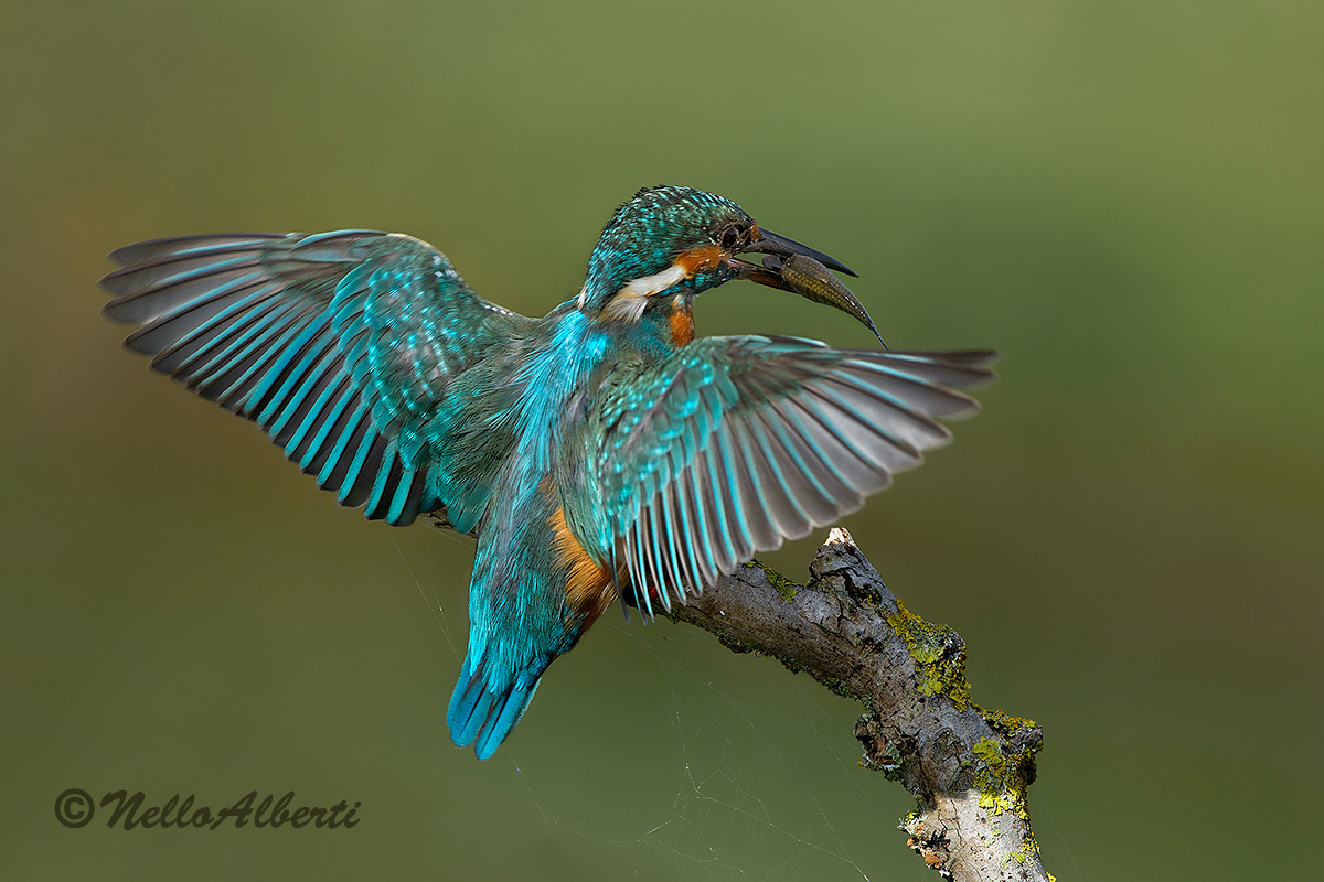 Martino in arrivo con pesciolino