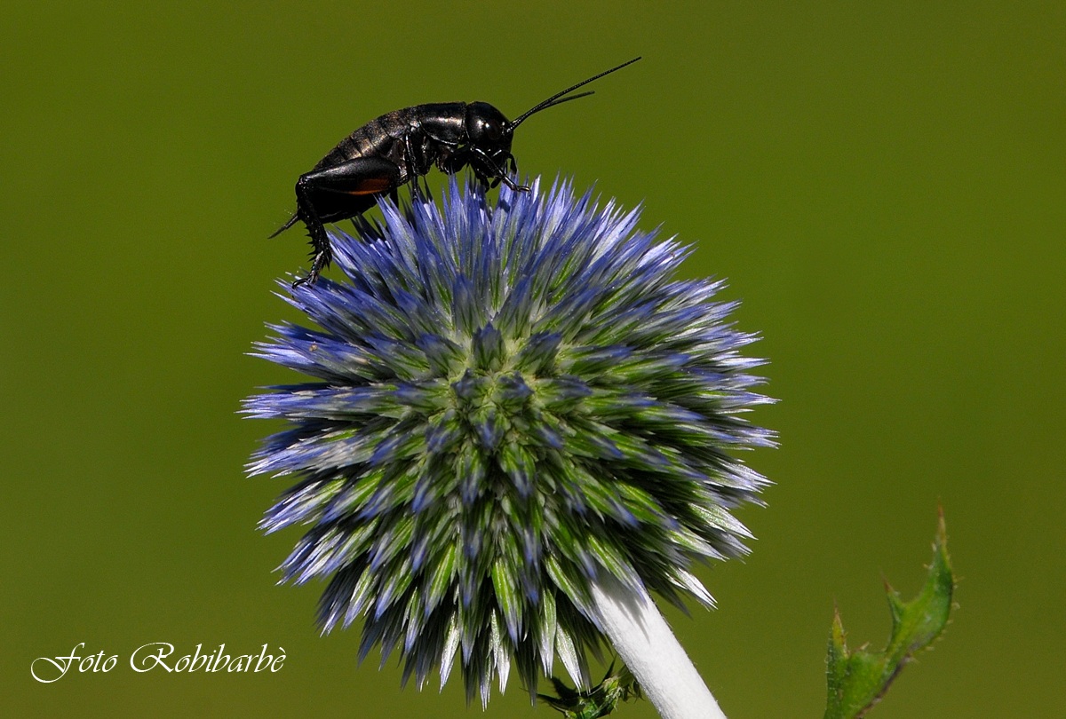 Grillus bimaculata .....