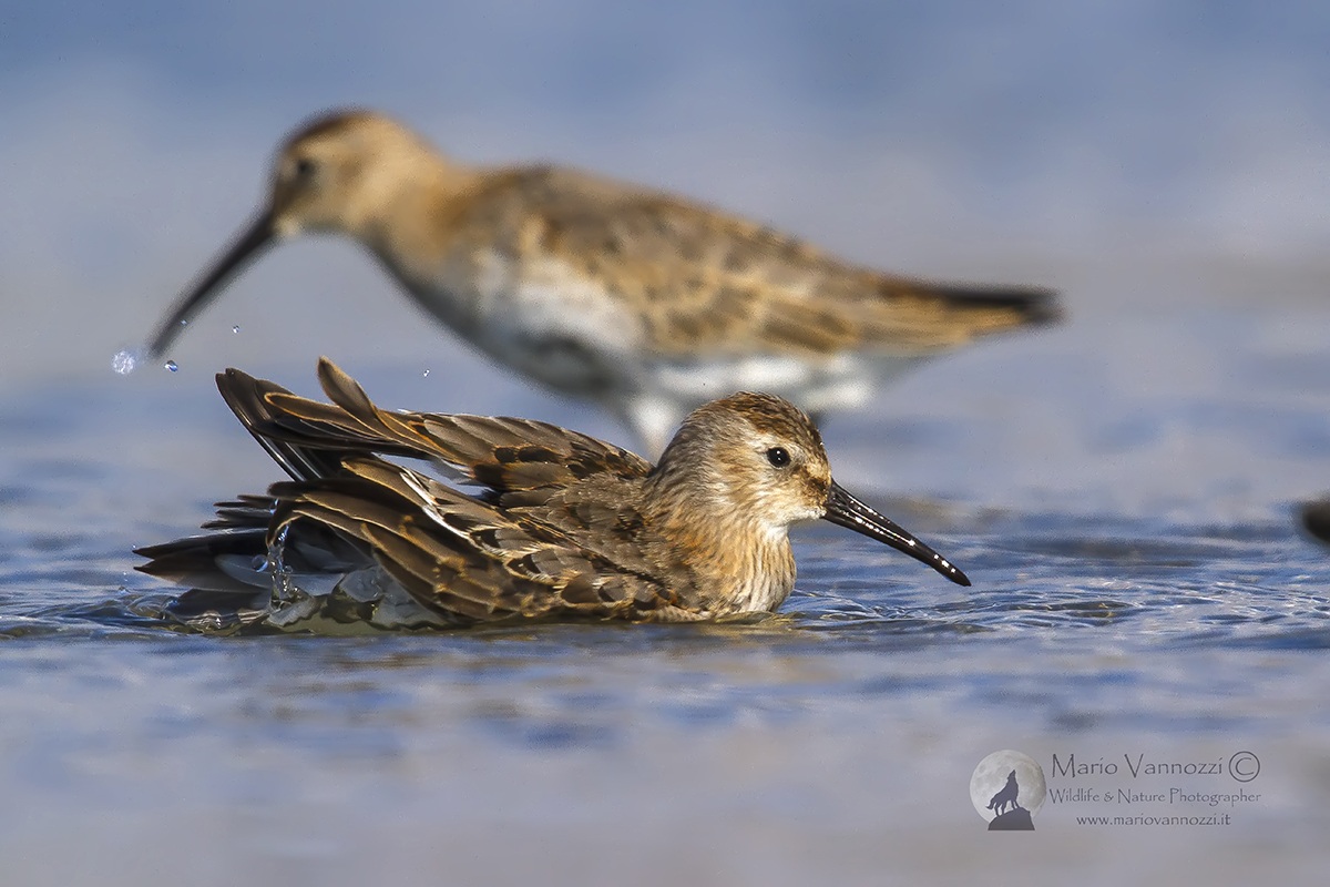 Piuovanello Dunlin - tiolette.