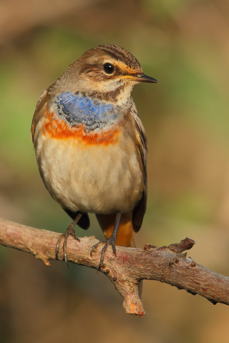 Bluethroat 2013
