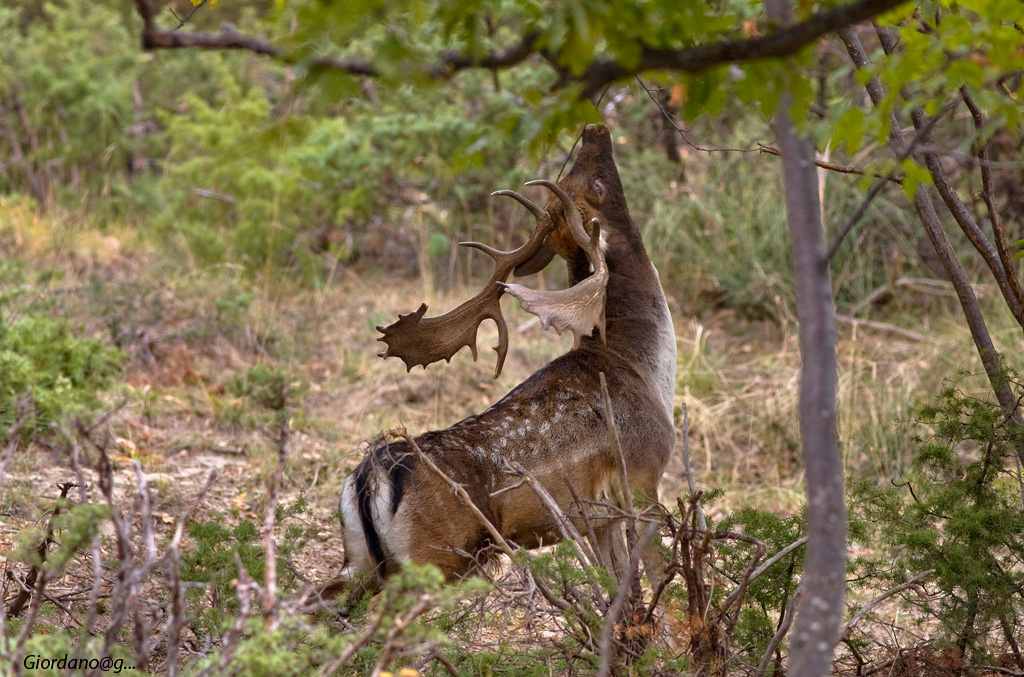 Marcatura del territorio