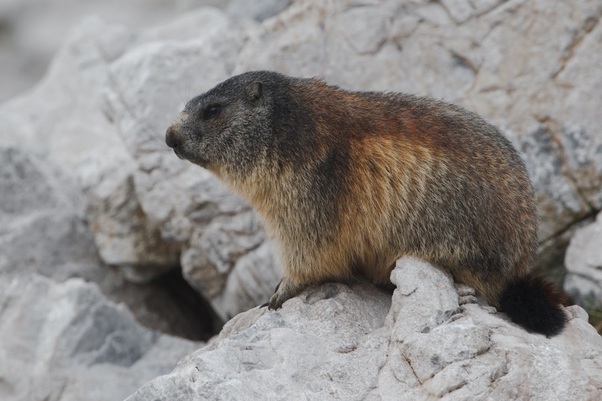 Marmotta...