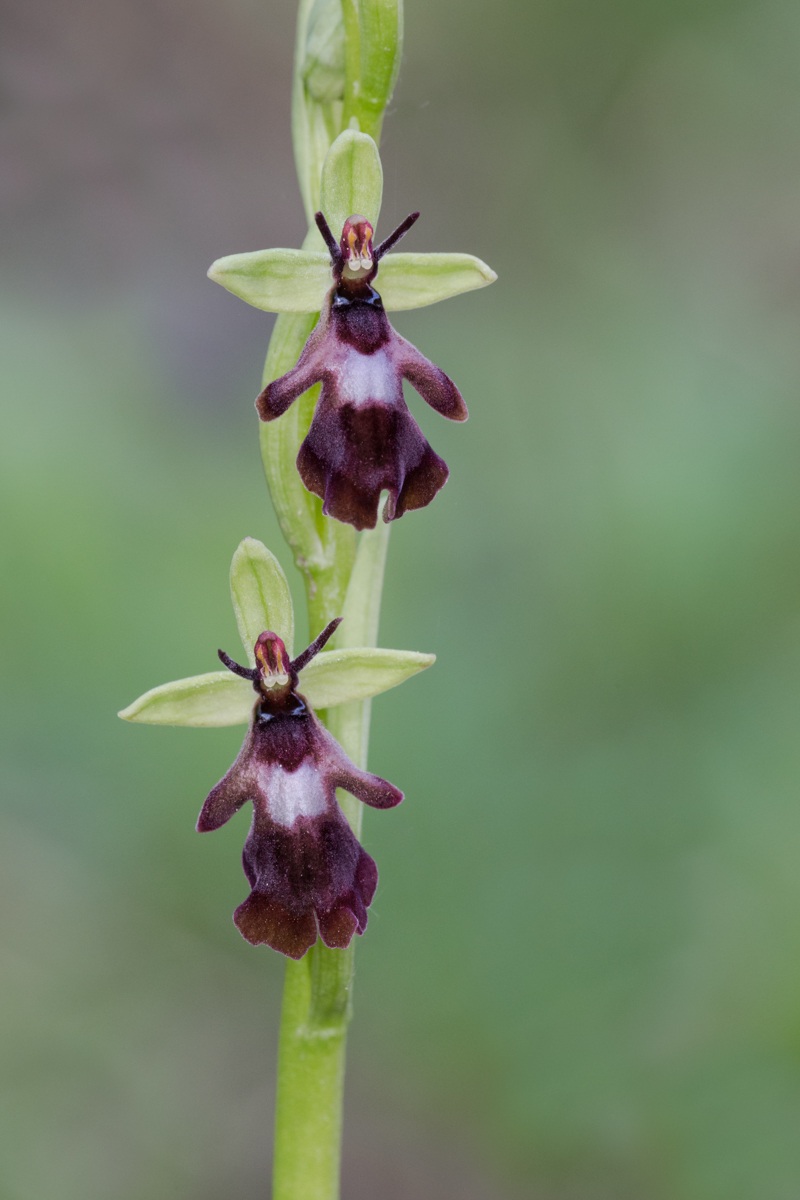 Ofride insettifera...