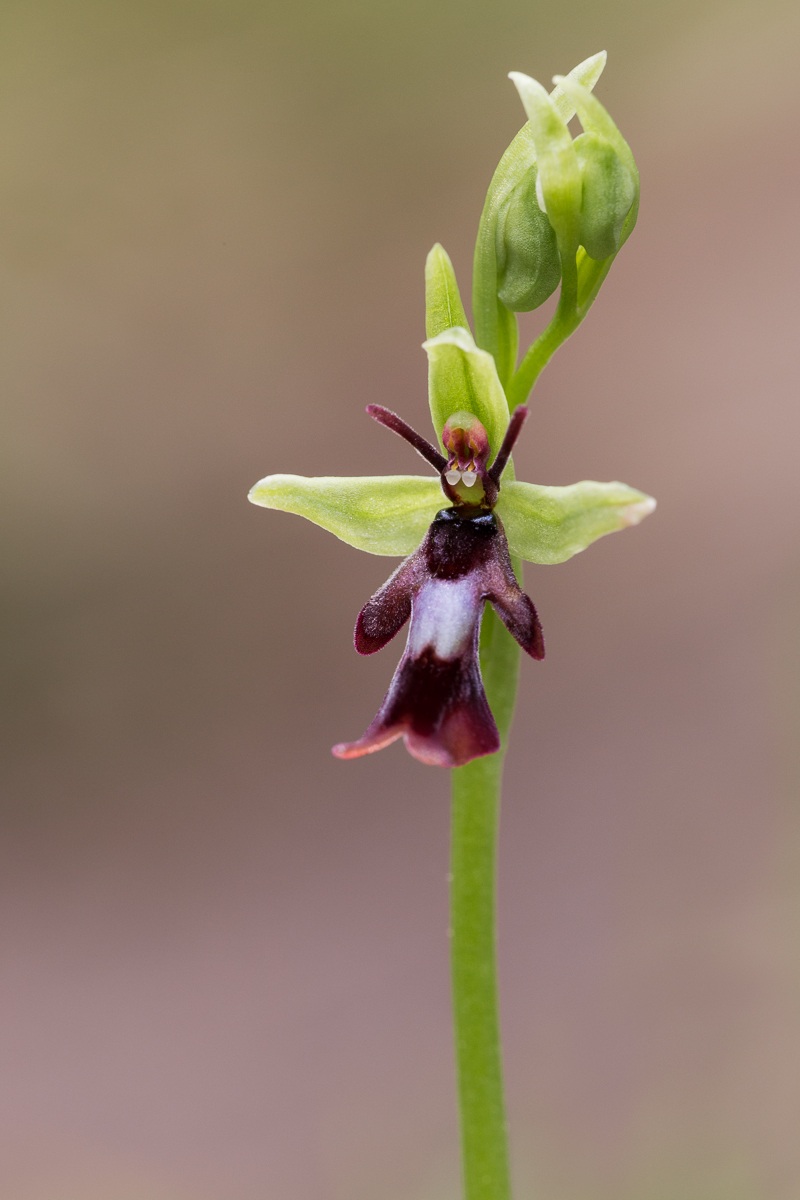 Ofride insettifera...