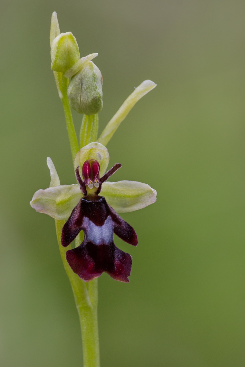 Ofride insettifera...