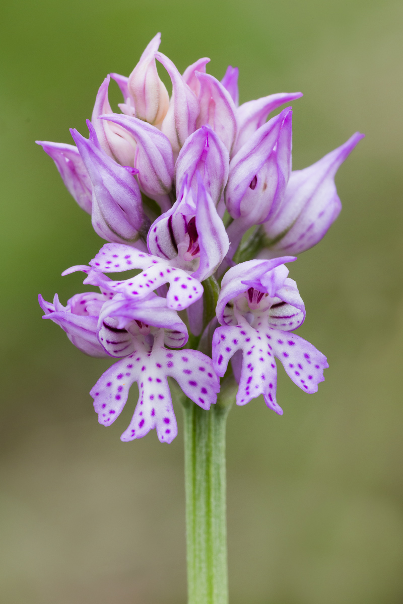 Orchidea tridentata...