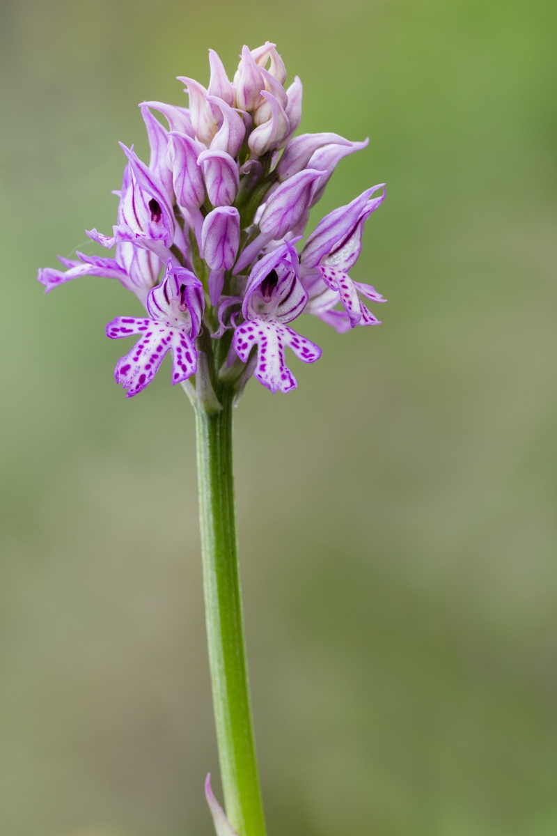 Orchidea tridentata...