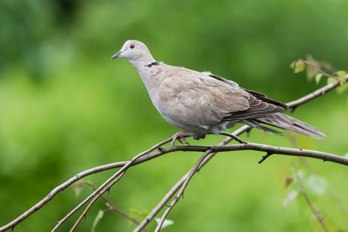 Tortora dal collare orientale...
