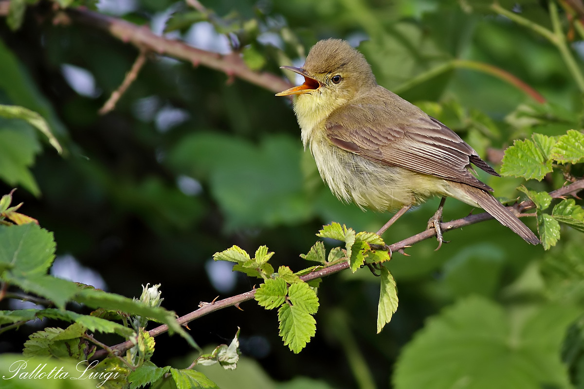 Canapino(Hippolais polyglotta)