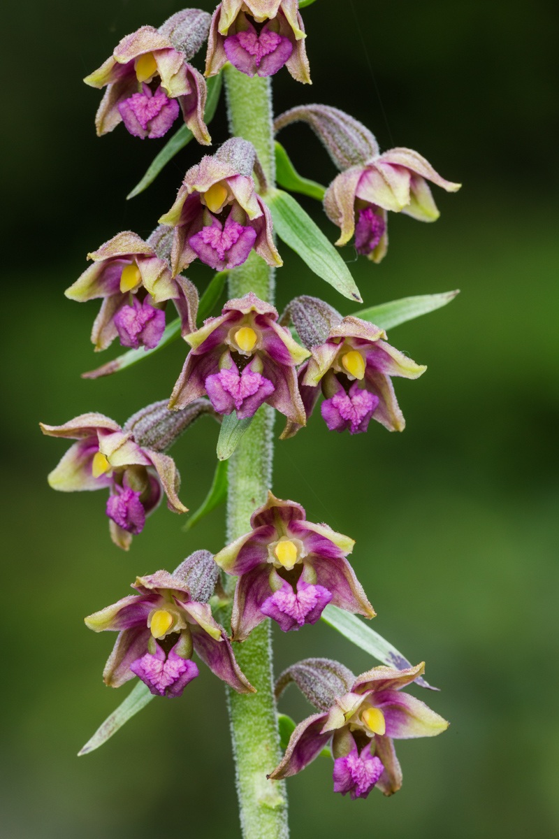 Orchidea Elleborina violacea...