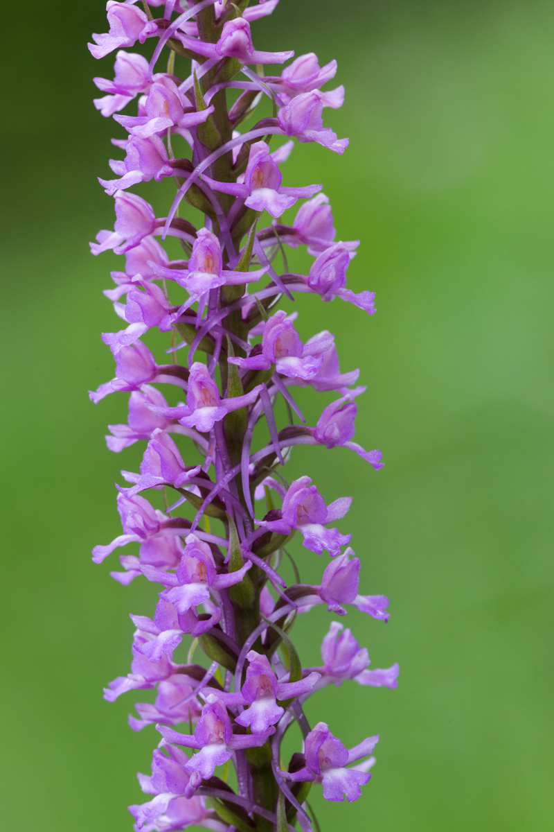 Orchidea Manina profumata...