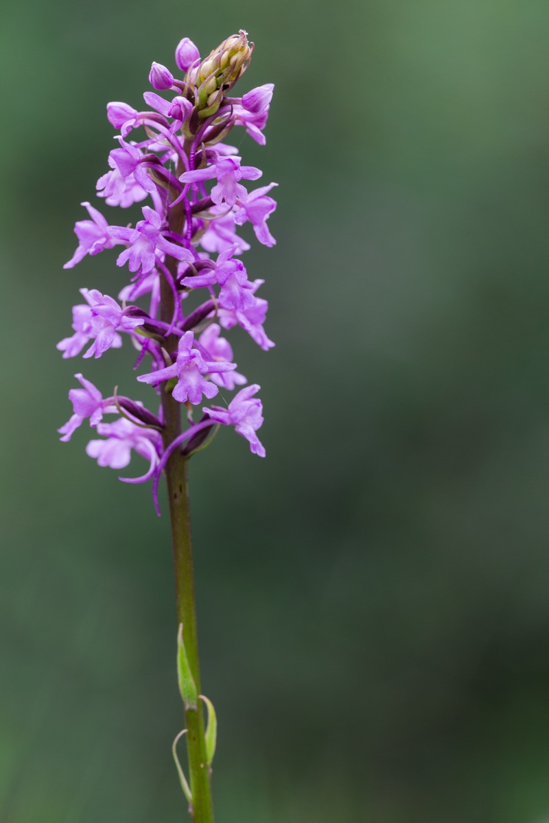 Orchidea Manina profumata...