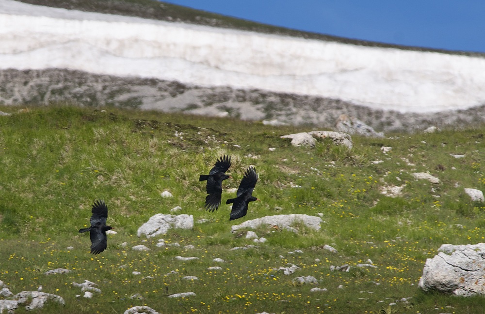 gracchi corallini sul Gran Sasso