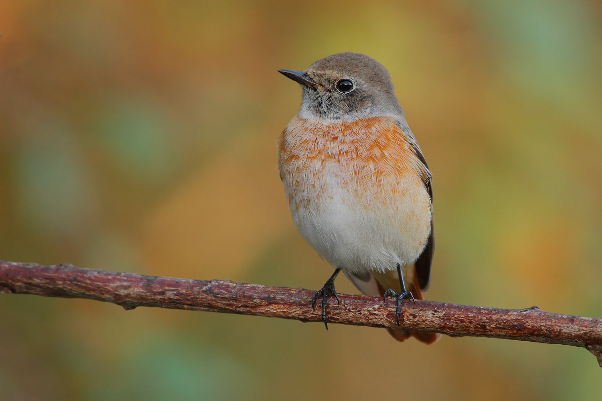 redstart