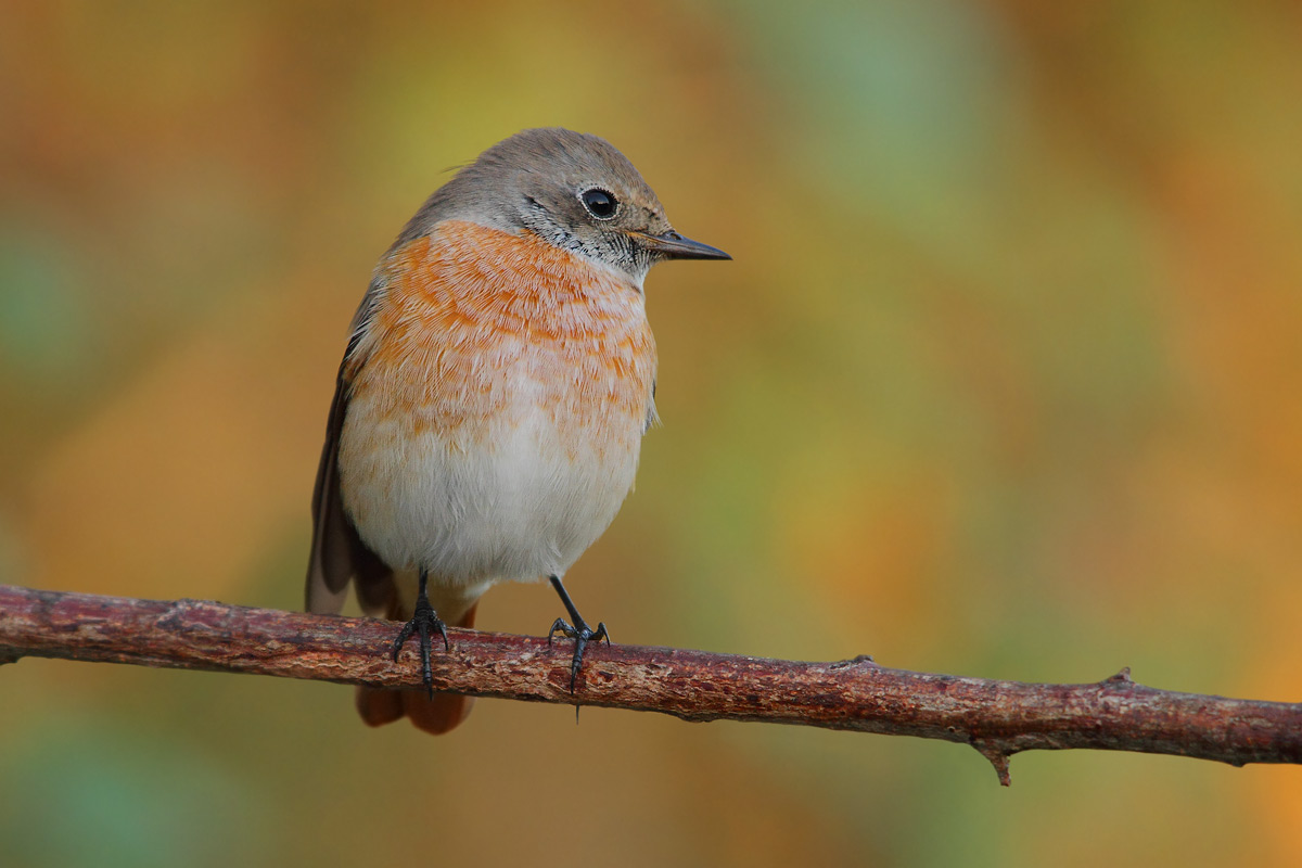 redstart