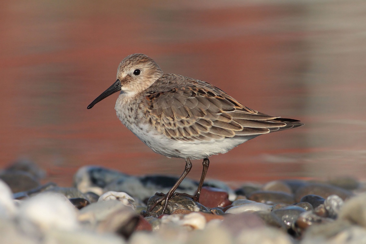 Piovanello pancianera