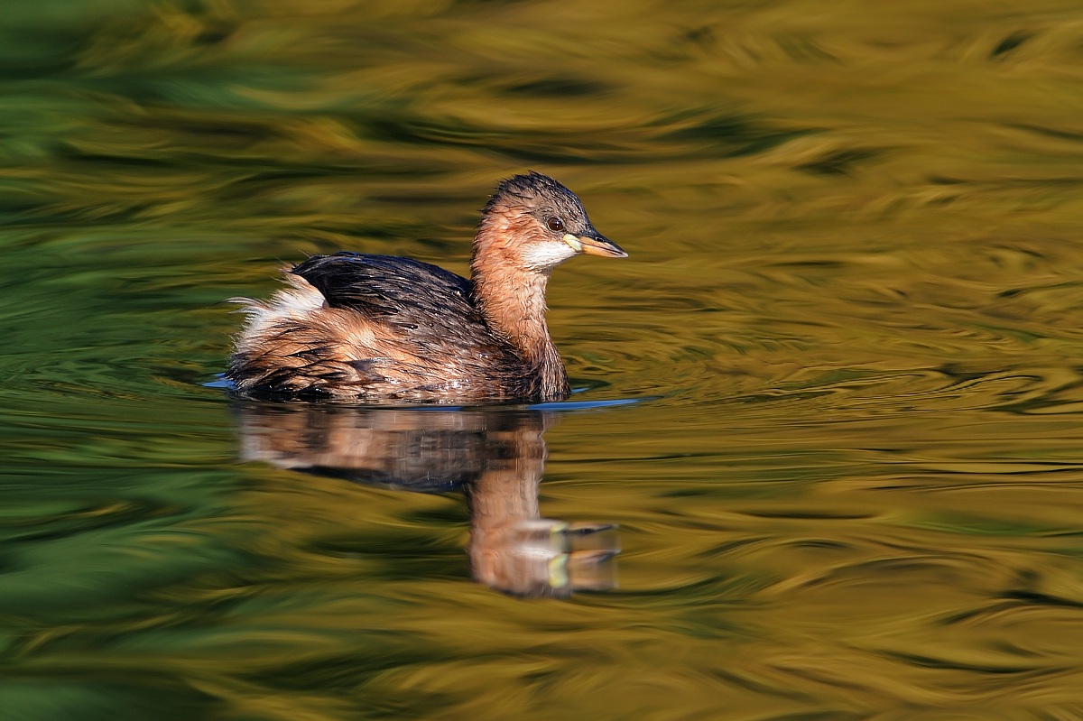 Little Grebe.