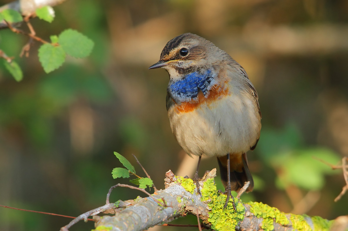 Bluethroat