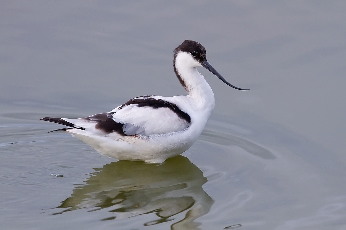 Avocetta