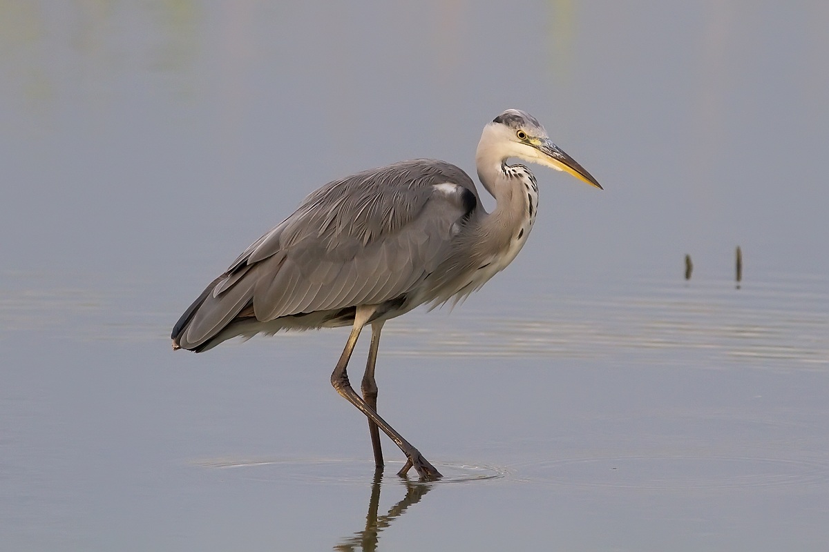 Cenerino ... imbufalito