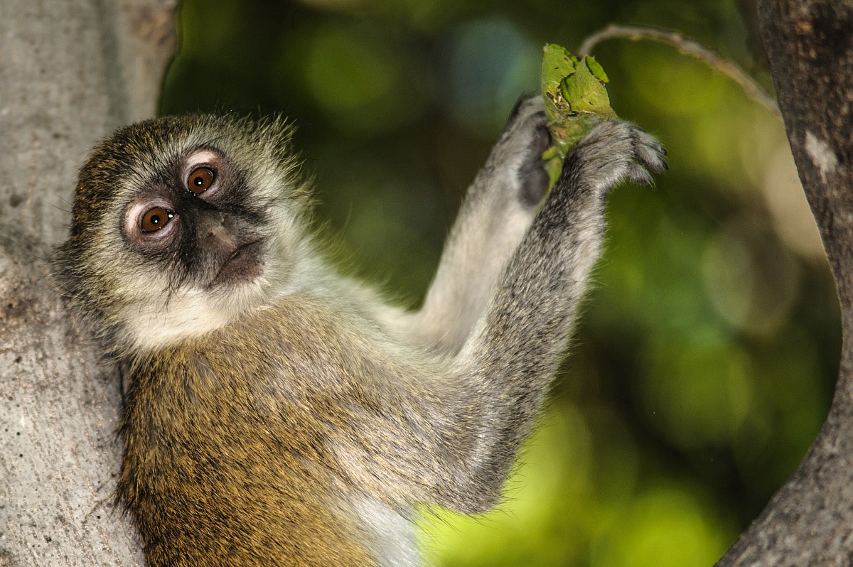 Ritratto di cercopiteco