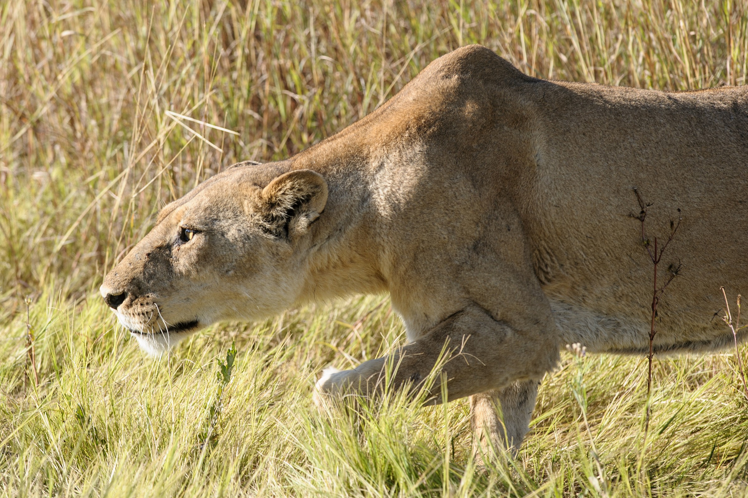 Lioness on the hunt
