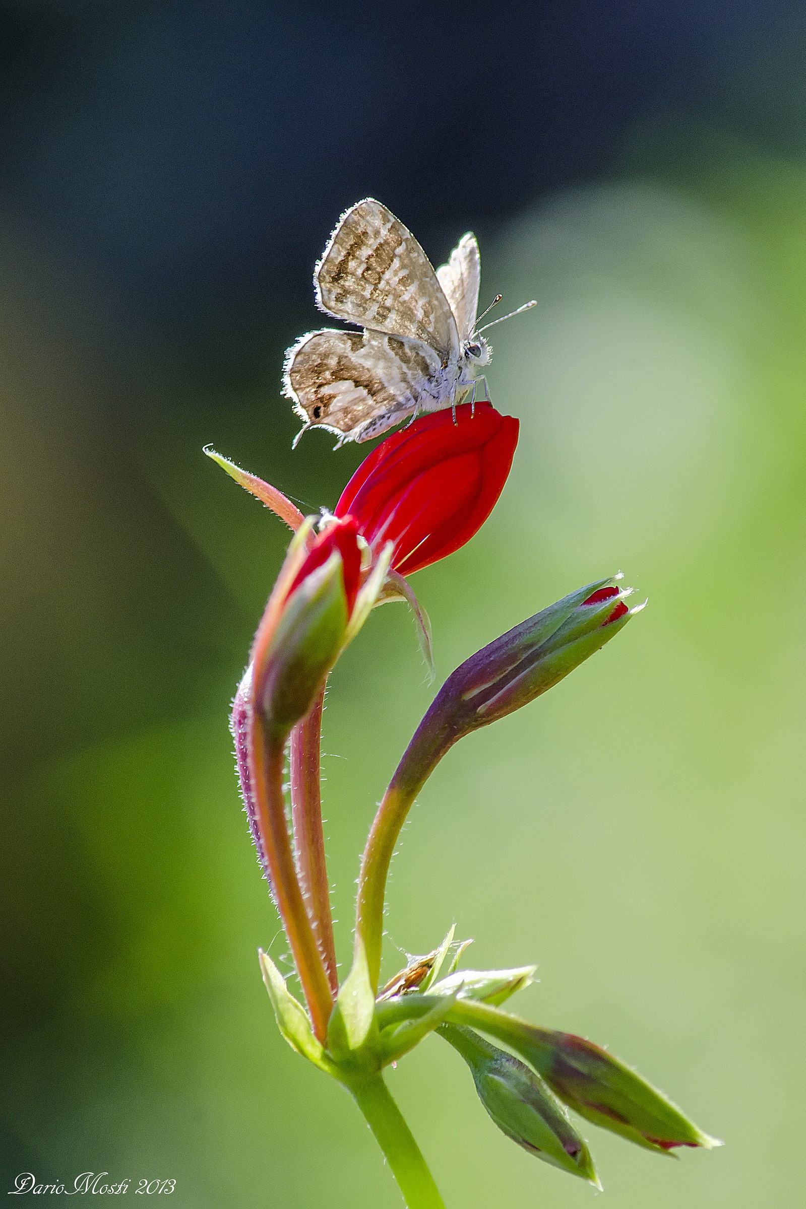 Butterfly geraniums (Cacyreus marshalli)
