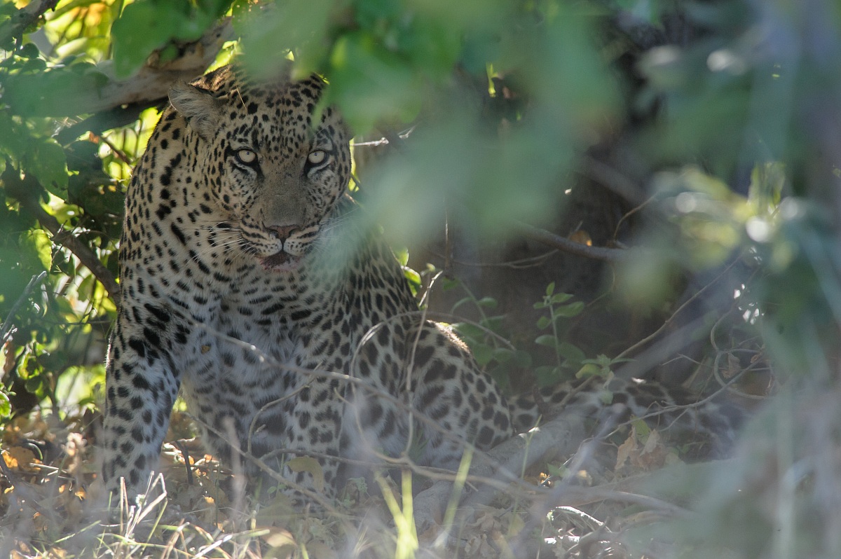 Banchetto tra i cespugli