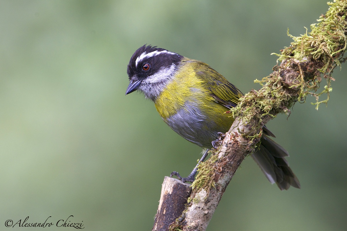 Tangara olivacea pileata