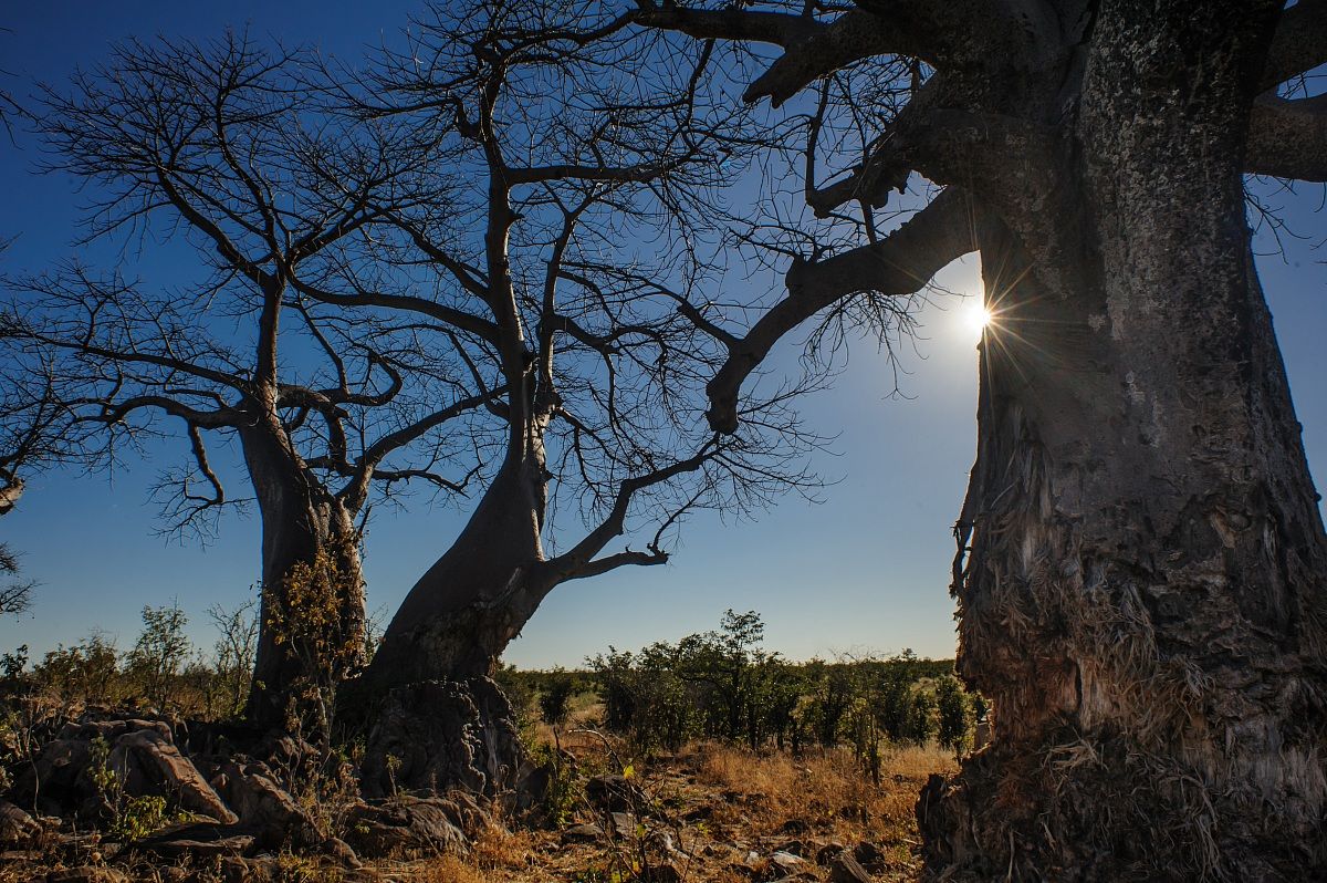 Nella foresta dei Baobab
