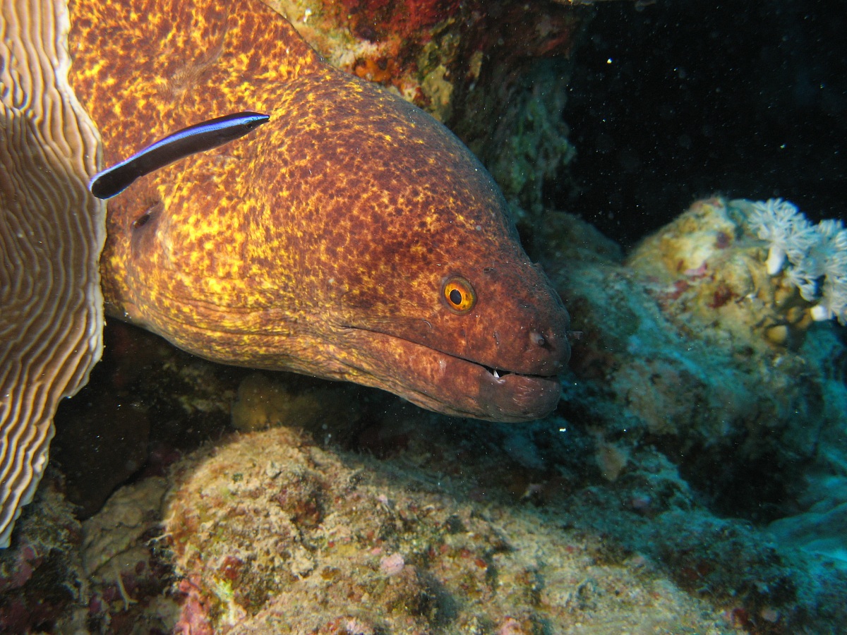 Moray eel and yellow remora