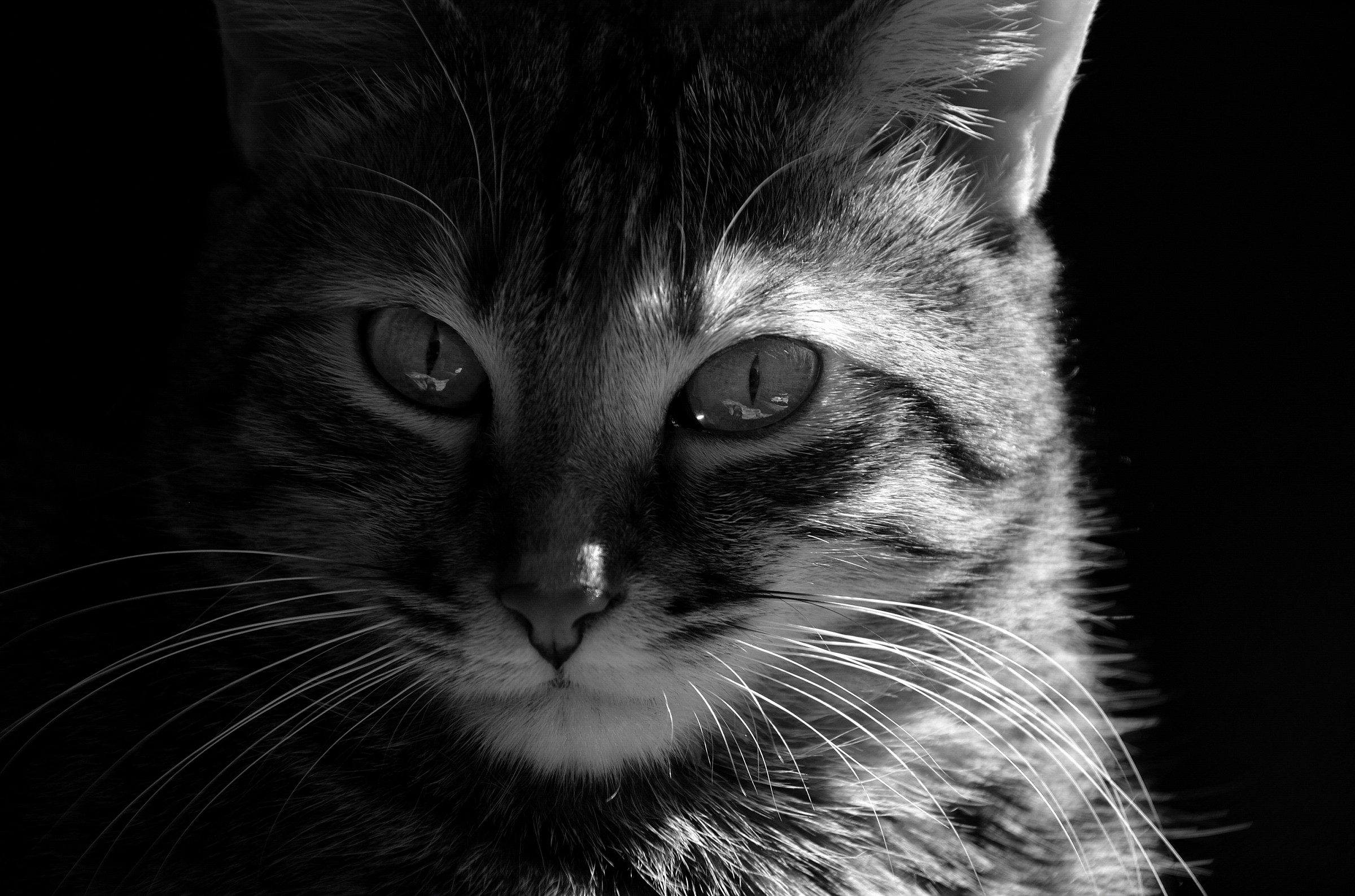 Lilli black and white