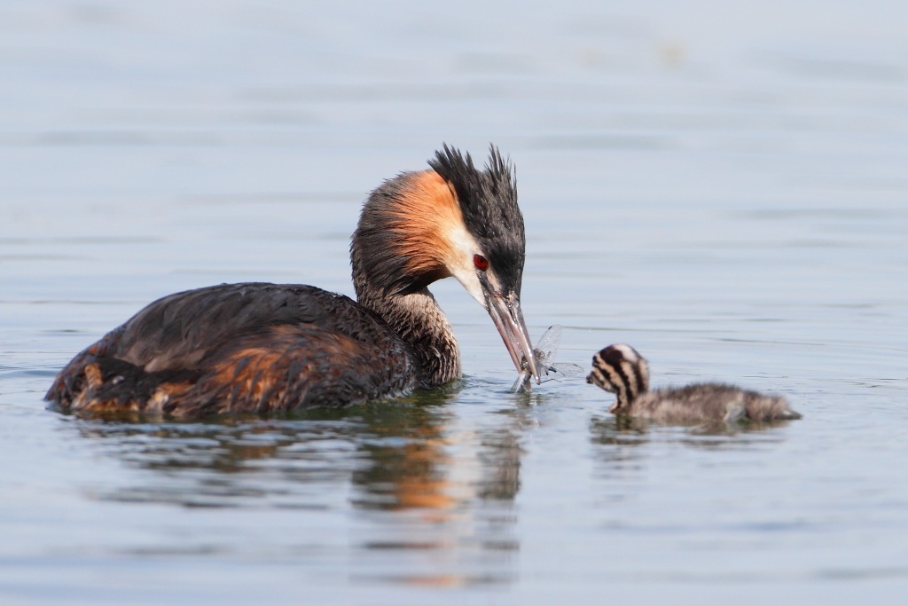 Grebe with small