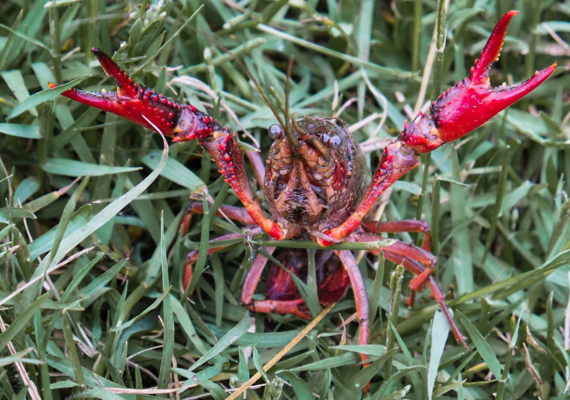 gambero rosso della louisiana