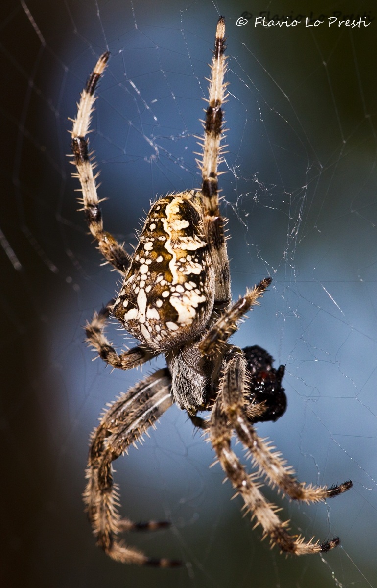 Spider with prey