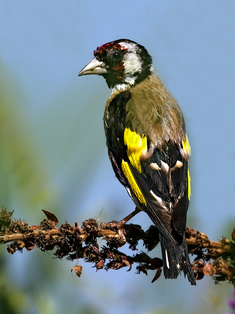 Goldfinch