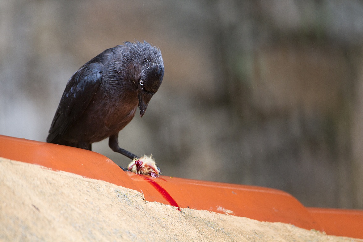 Taccola in predazione