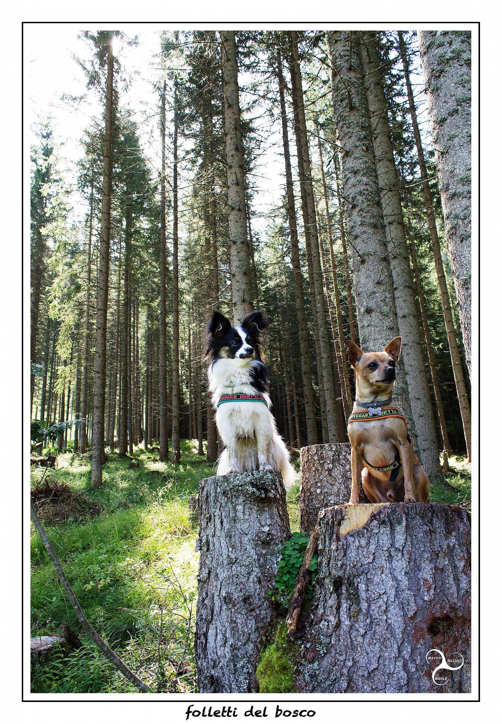 2013000014 Folletti del bosco
