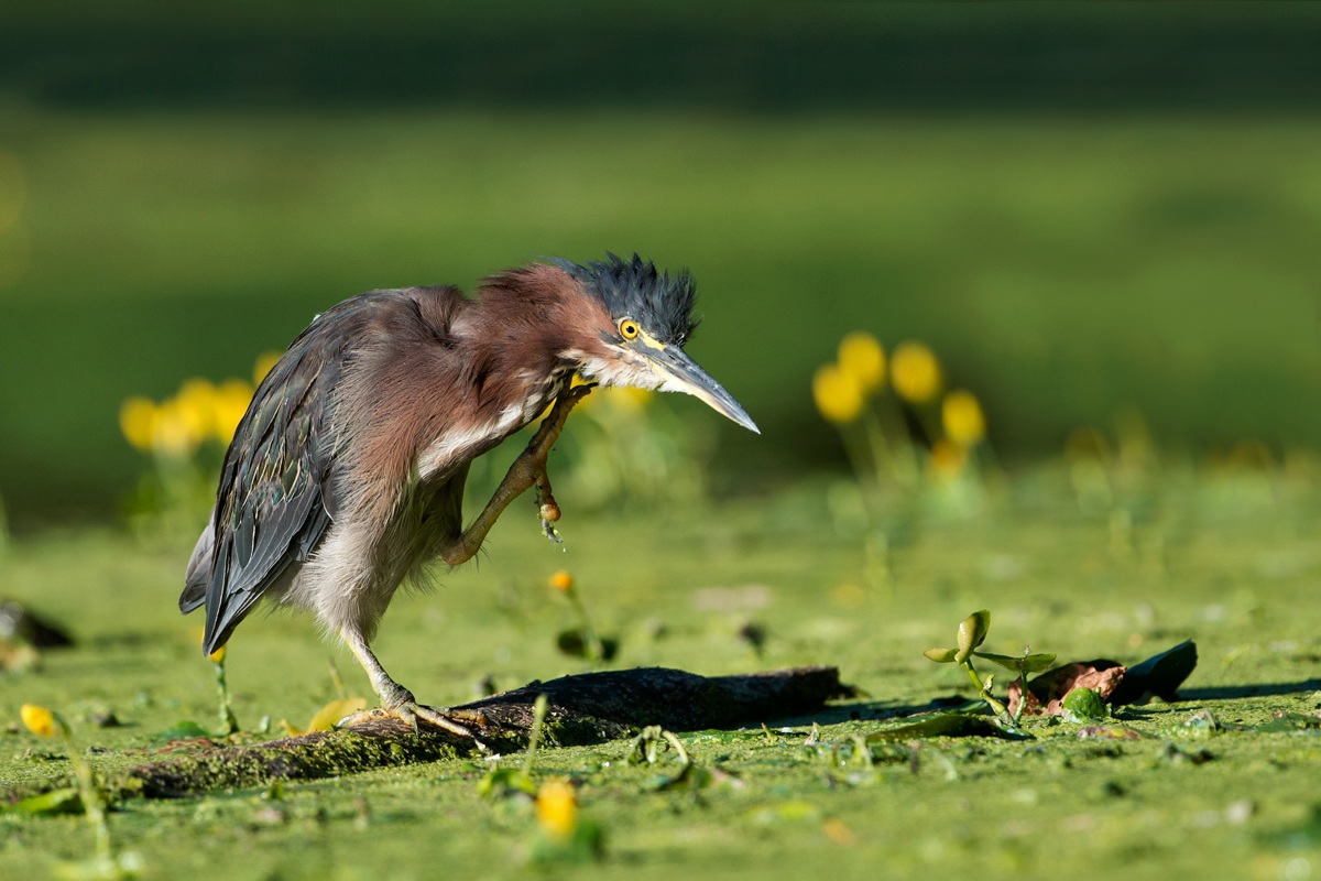Green Heron