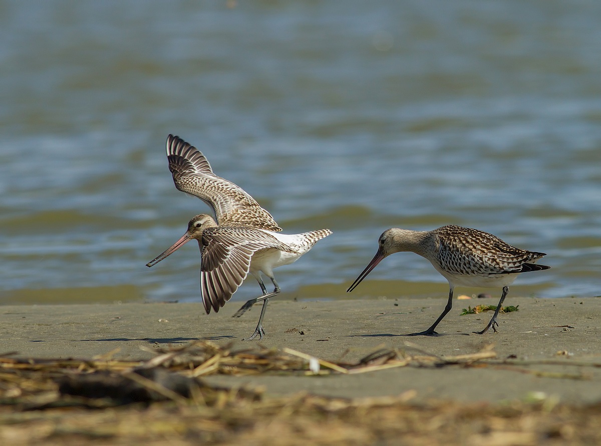 minor disputes between black-tailed godwit