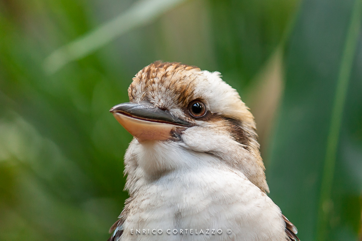 Kookaburra