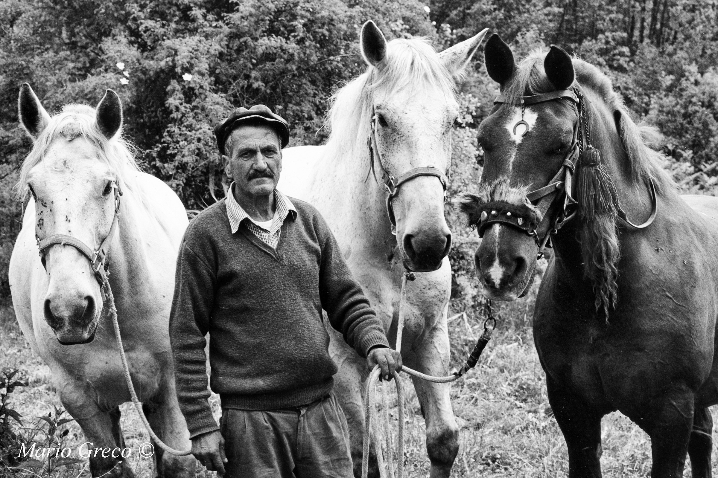 Ciccio il Mulattiere