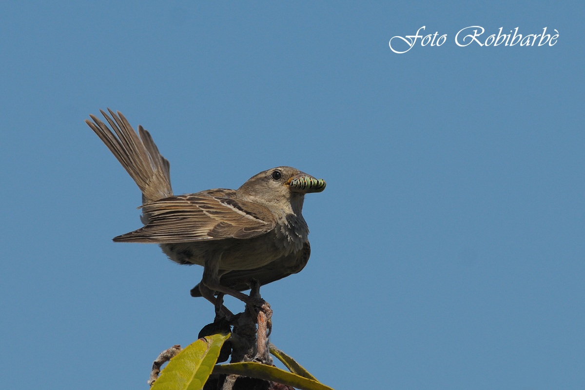 Passera sarda ...femmina ...