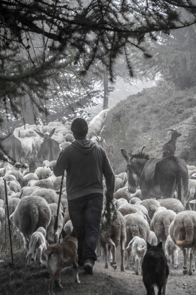 Chiudifila durante la transumanza