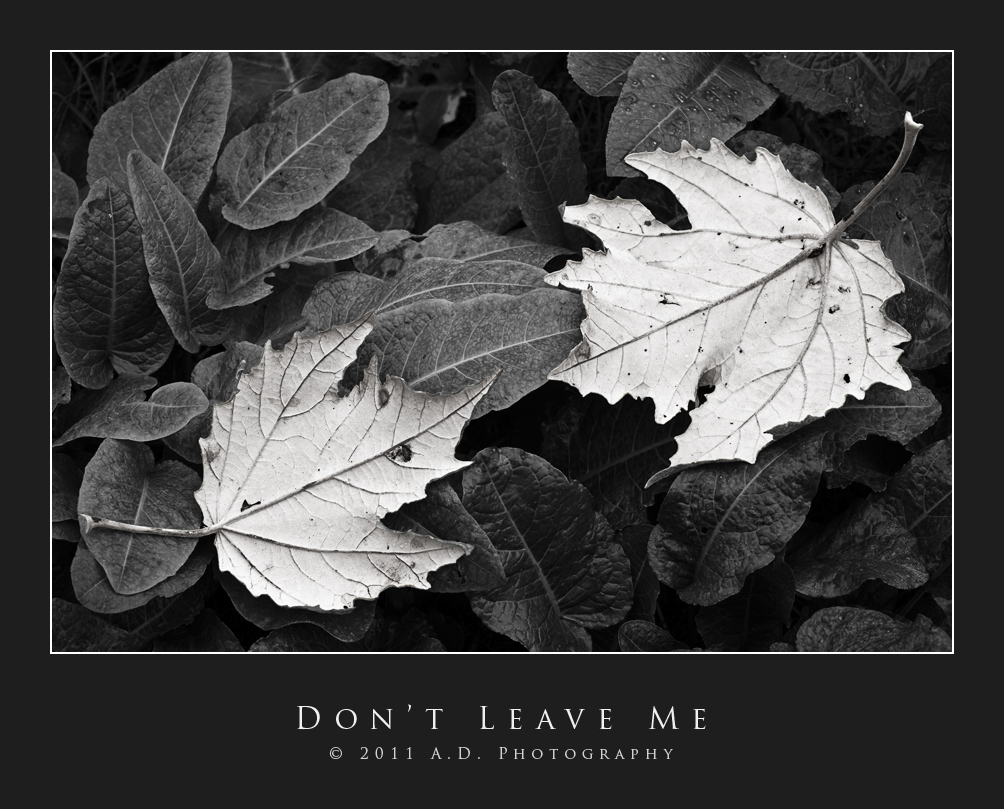Do not Leave Me!