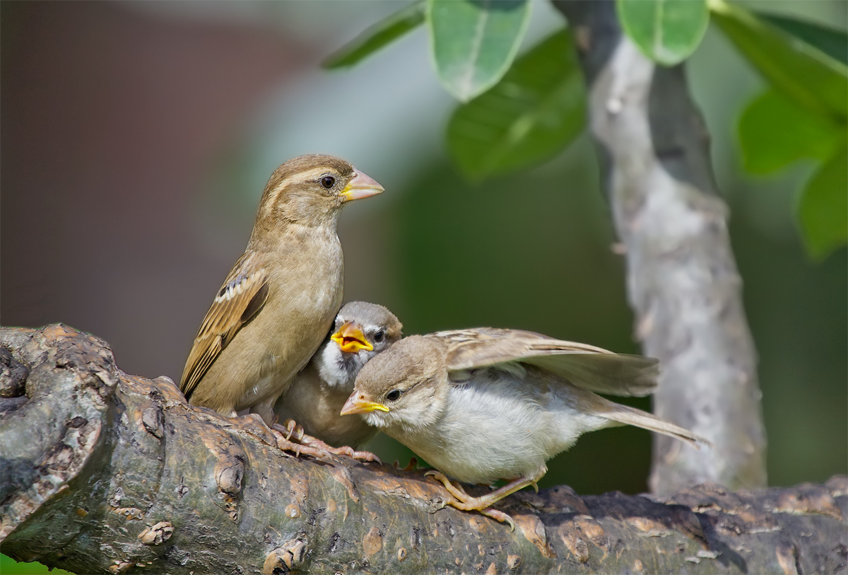 Mother's Love: Sparrow with chicks.
