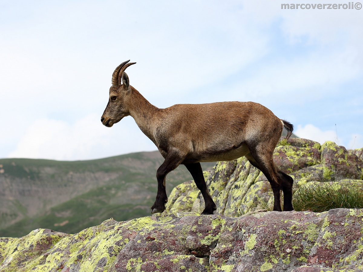 Ibex posing