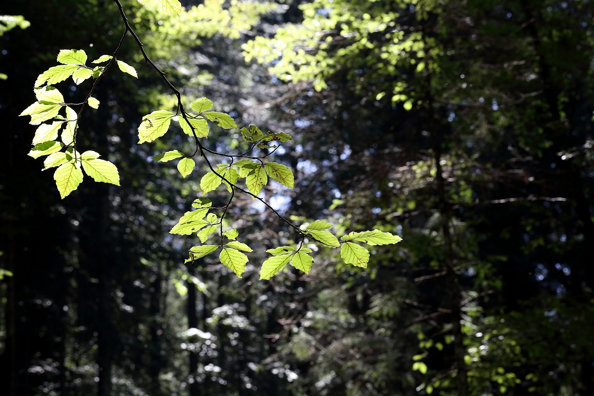 In the forest of giant firs